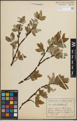 Foto von Salix hastata L.